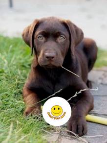 GG77-10090 Labrador pretty dark brown haired puppy