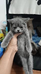 British shorthair kittens 