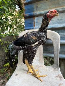 Ayam aseel cross oshamo
