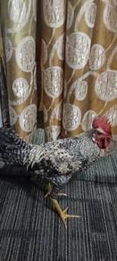 ayam 7 month 