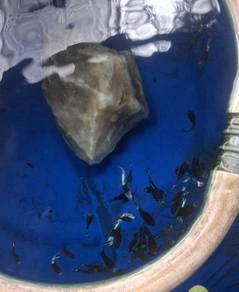 guppy blue koi snake skin