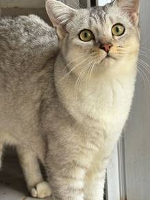 BSH mixed silver shaded