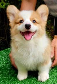 CORGI PUPPIES C199 🌻 cheeky Puppy Male