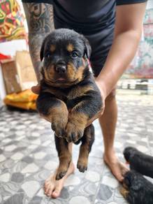 Rottweiler Puppy For Sales