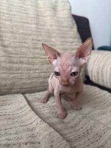 Sphynx Kitten For Sale
