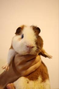 guinea pig