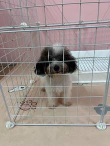poodle