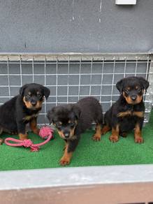 Rottweiler