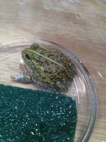 Bull Frog