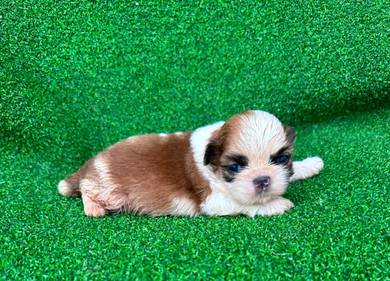 Shihtzu