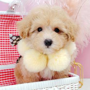 Poodle