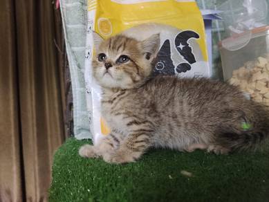 Male - Bsh non standard munchkin 