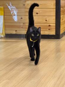 Cat House Villa & Cats for Sale/Adoption