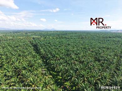 Agricultural Land in Gua Musang, KTN