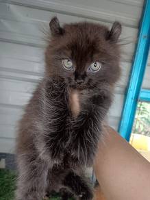 anak kucing