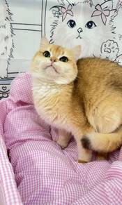 BSH British Shorthair Golden Shaded NY12