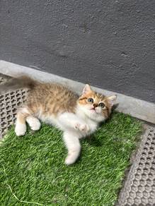 Golden Tabby & White bsh