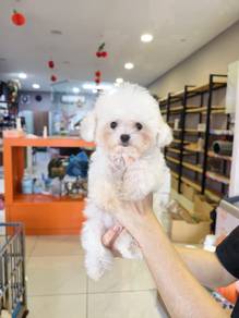 Bichon Tiny Frise 19072602