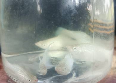 Ikan Molly putih