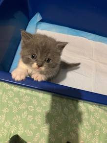 Pure British Short Hair Bicolour Blue Female