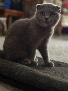 Kucing - British Short Hair Mix Scottish Fold