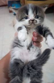 Kucing Parsi
