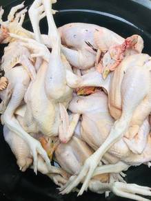 Ayam Kampung Organik Asli / Ayam Kampung Kacuk