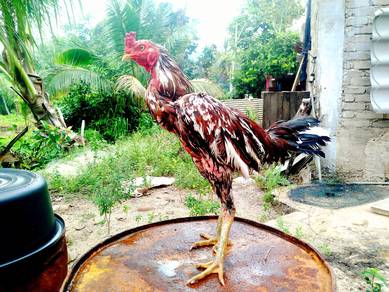 Ayam Baik Untuk Dijual