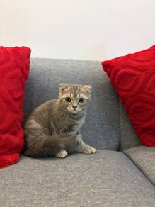 scottish fold