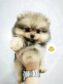 HHHH_200033 Tiny Pomeranian CUTE puppies dogs