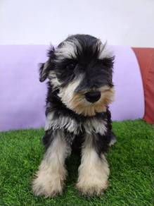 Schnauzer miniature size mka