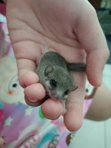 Tupai Mini Dormouse