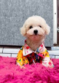 Maltipoo 4