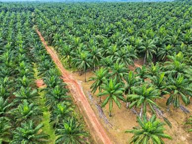 Agricultural Land in Sungai Petani, KDH