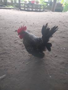 ayam kate chabo