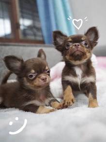 CHIHUAHUA PUPPIES CH209🌷 Head Apple Boy-Girl