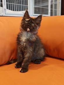 Maine coon kitten big bone
