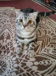 Scottish fold x non standard munchkin 