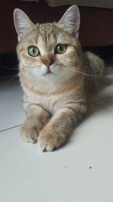BSH golden