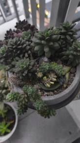 Succulents