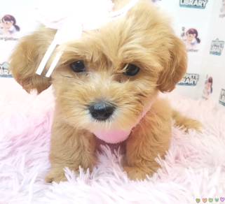 Maltipoo