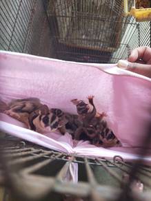 sugar glider cg