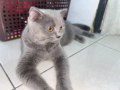 BSH Pure MALE