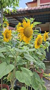 Benih bunga matahari sunflower seed