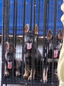 German Shepherd Puppies FOR SALE!