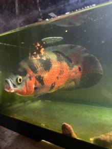 Red Tiger Oscar 20CM, I accept negotiations