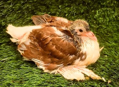 Merpati Red Lahor Anak