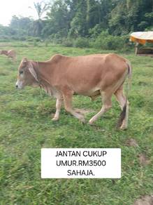 Lembu Jantan cukup umur
