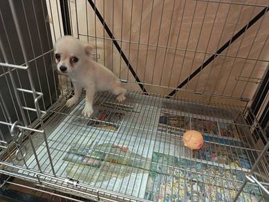 Chihuahua Tiny Male Long Coat