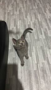 kitten 